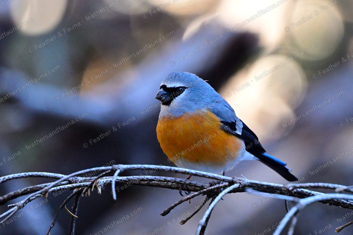 Male Grey-headed Bullfinch puffed up on a frost-covered branch, orange breast.