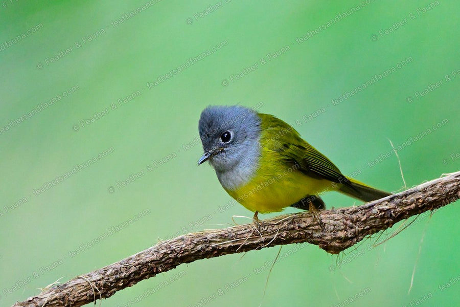 Grey-headed Canary-flycatcher with a grey hood and yellow belly on a bare branch.
