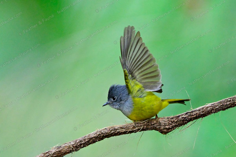 Grey-headed Canary-flycatcher with one wing raised on a bare branch.