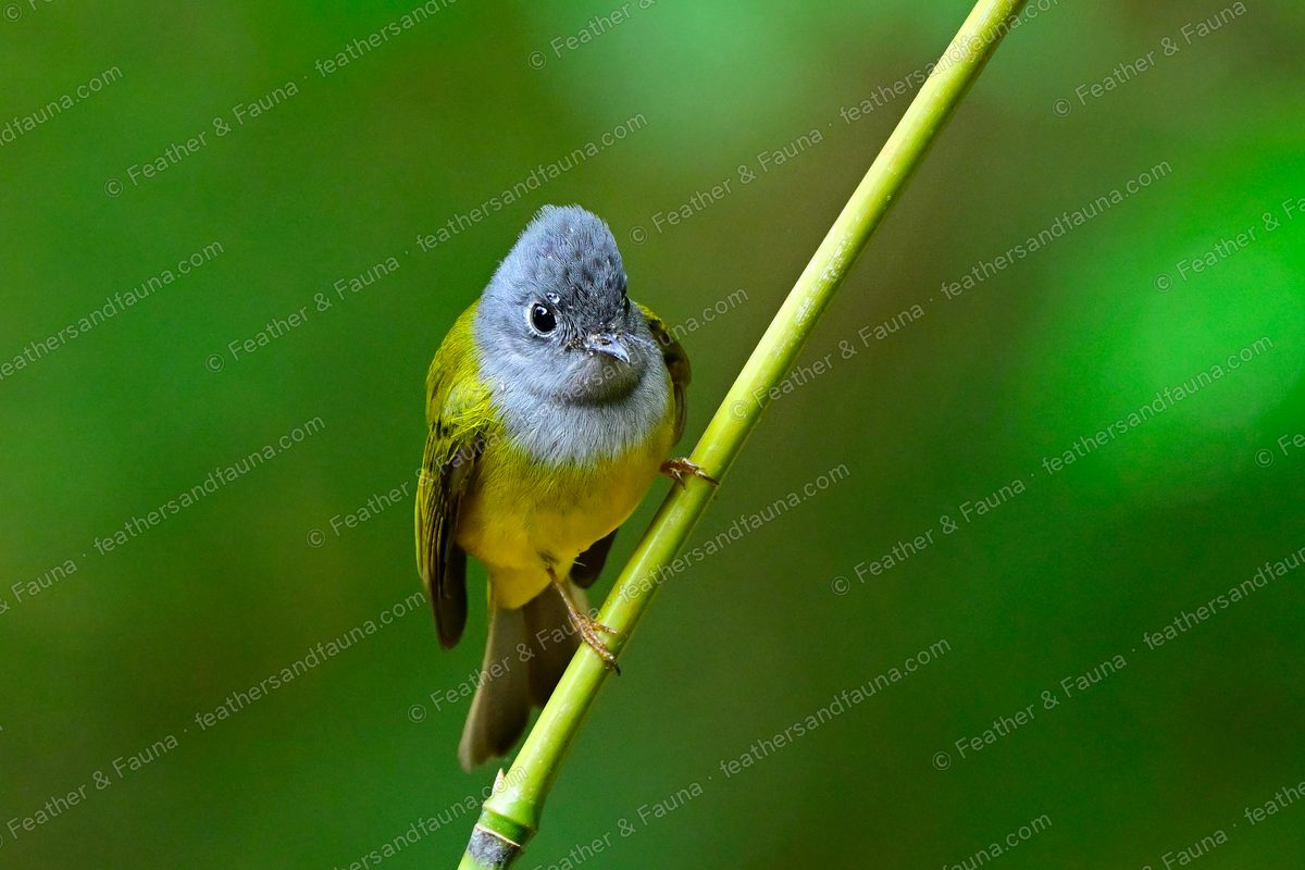 Grey-headed Canary-flycatcher facing forward on a green stem, grey head and yellow belly.