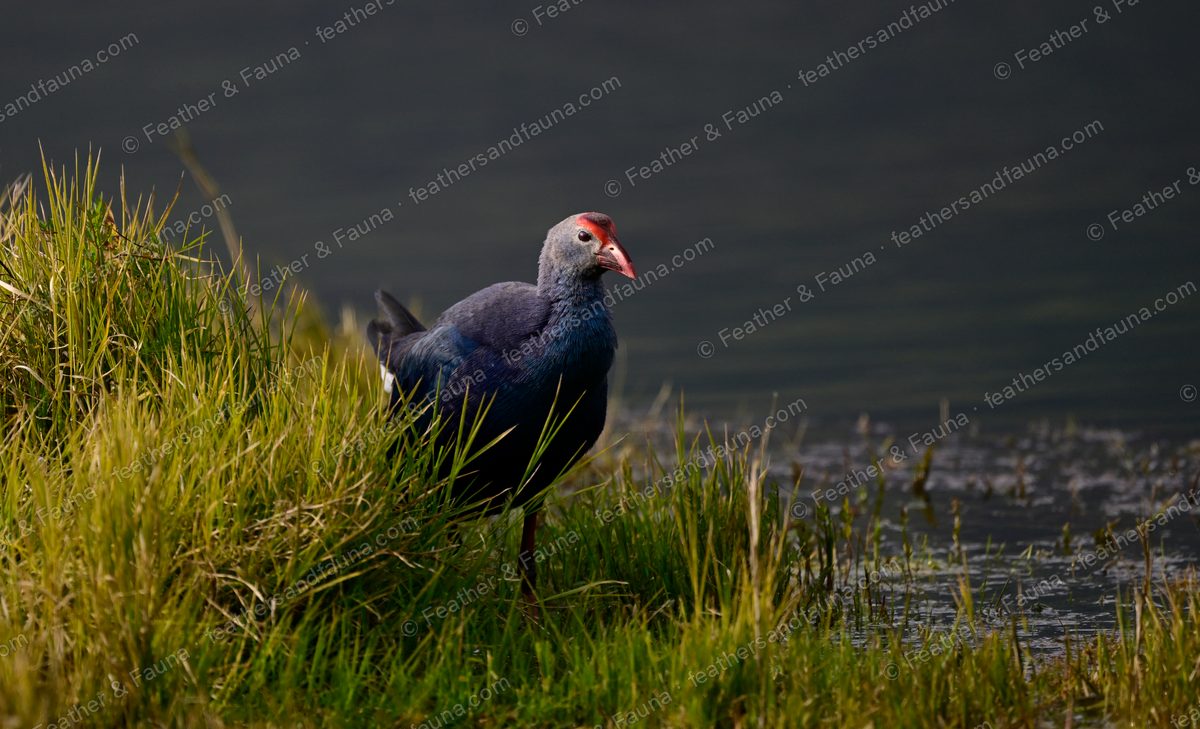 Grey-headed Swamphen with a purple-blue body and red bill on a grassy marsh bank.