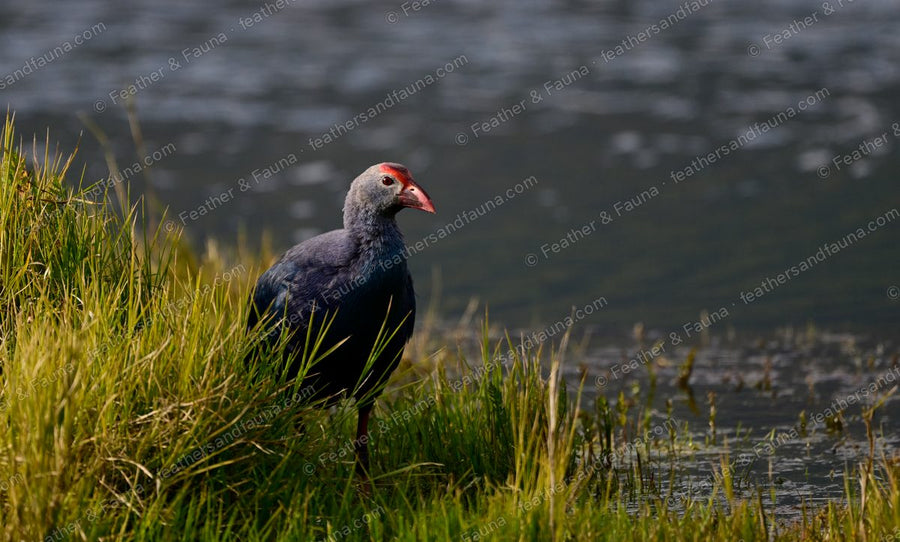 Grey-headed Swamphen among reeds at a marsh edge, deep purple-blue plumage.