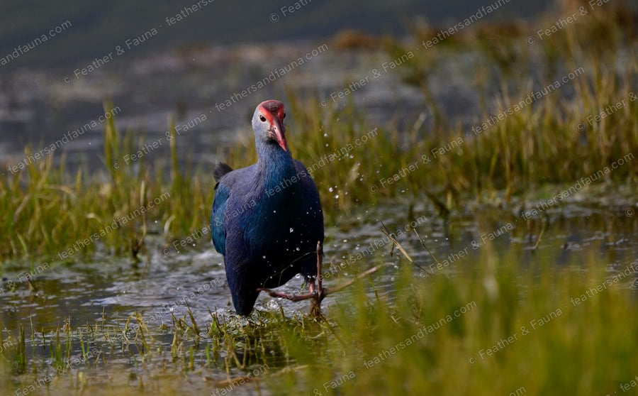 Grey-headed Swamphen wading through flooded marsh grass, front view.
