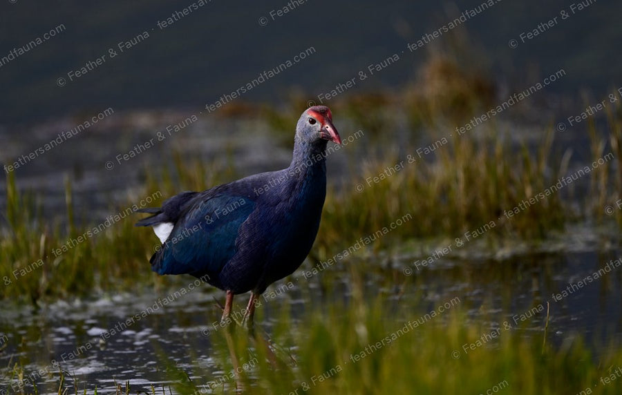 Grey-headed Swamphen in a marsh under dark, moody light.