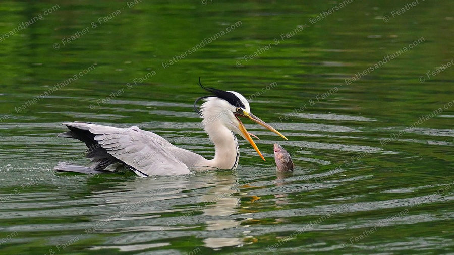 Grey Heron lunging at a fish on green water with wings half spread and bill open.