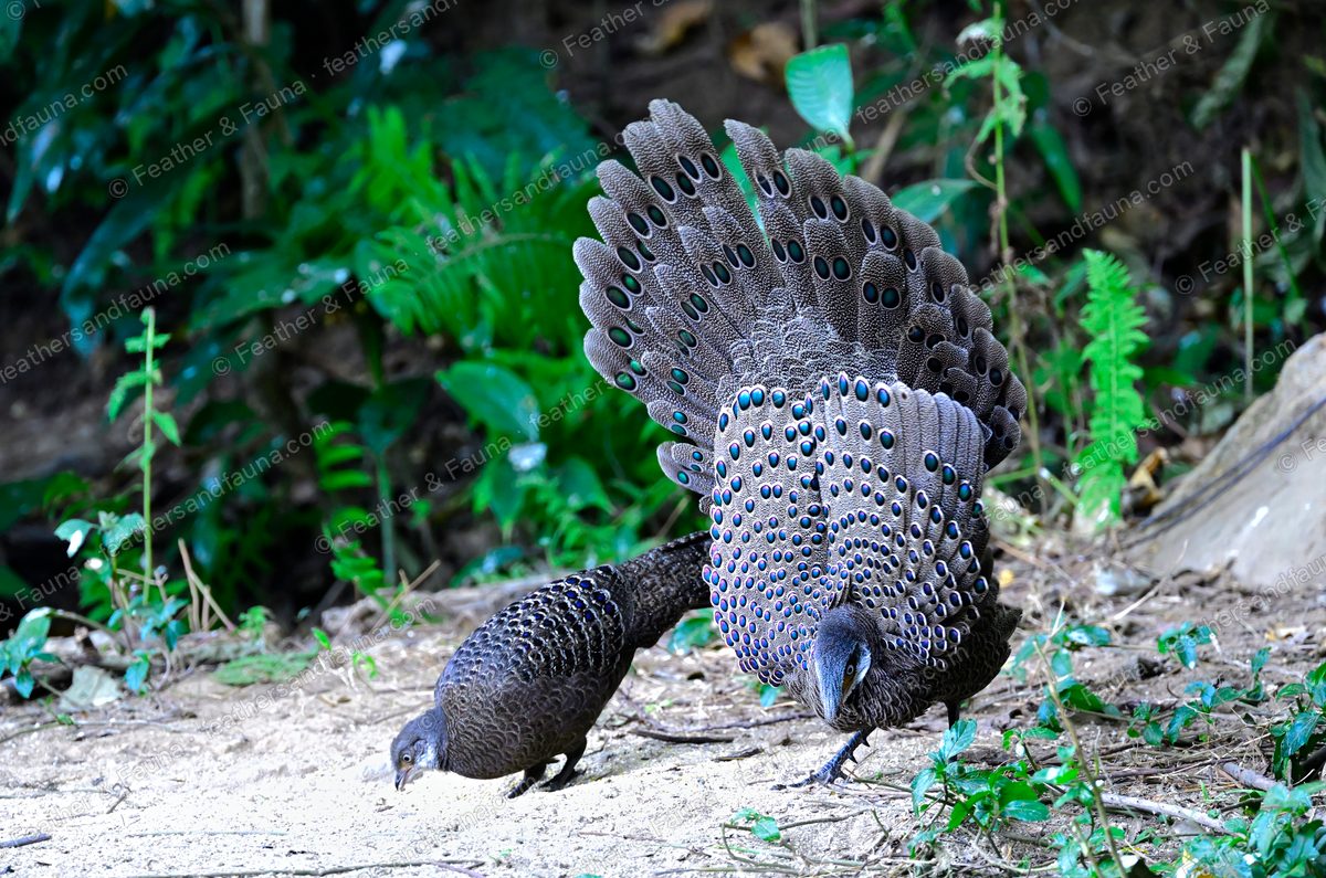 Male Grey Peacock-pheasant displaying with a fan of blue-green eye-spots, a female nearby.