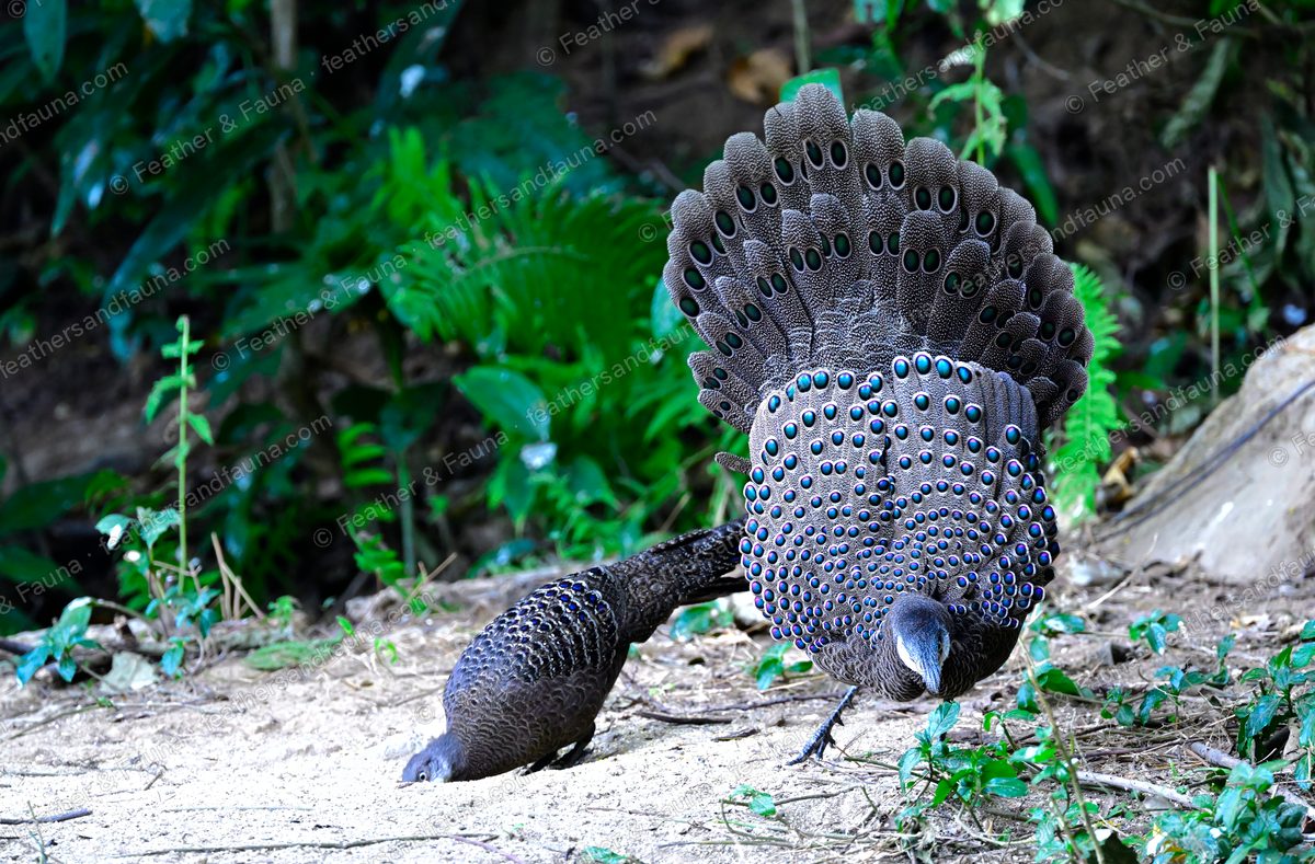 Male Grey Peacock-pheasant displaying from behind, a full fan of blue-green eye-spots.