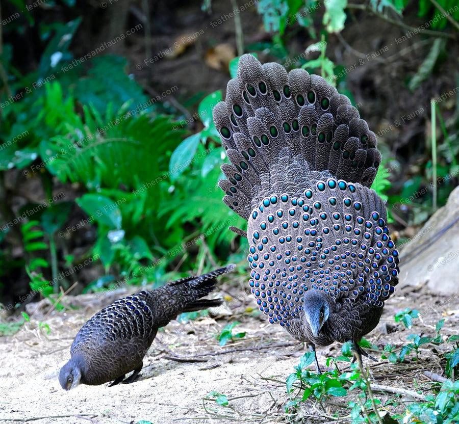 Male Grey Peacock-pheasant facing forward behind a fan of blue-green eye-spots.