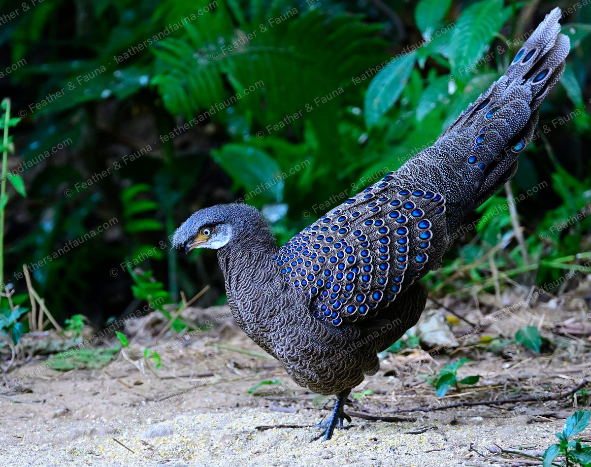 Male Grey Peacock-pheasant in profile on the forest floor, blue-green eye-spots on its plumage.