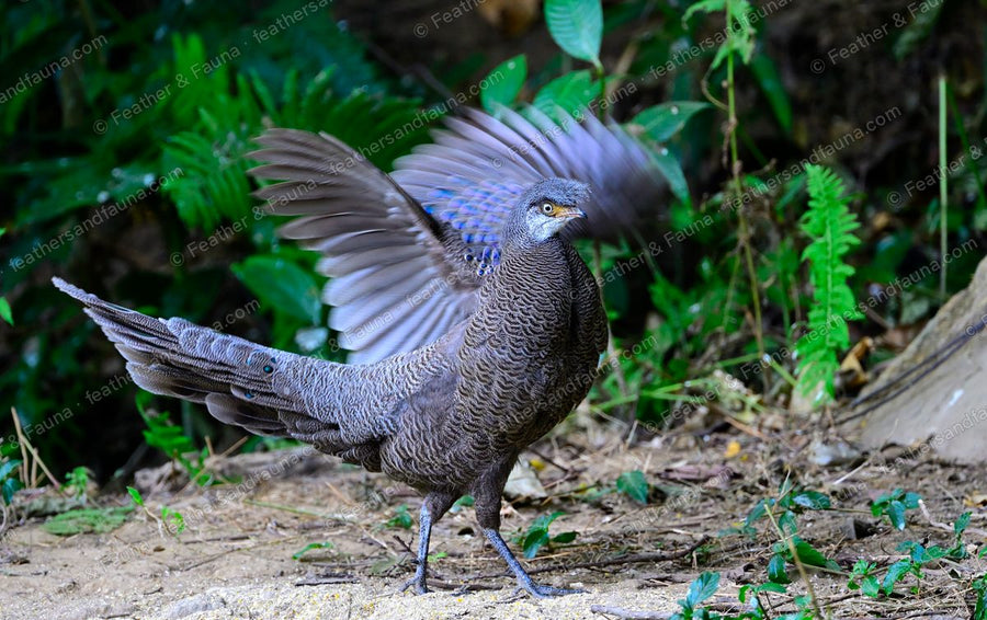 Male Grey Peacock-pheasant mid-display with one wing raised and blurred, tail fanned.