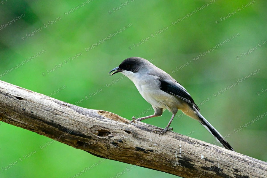 Grey Sibia with a black cap and long tail leaning down a weathered log.