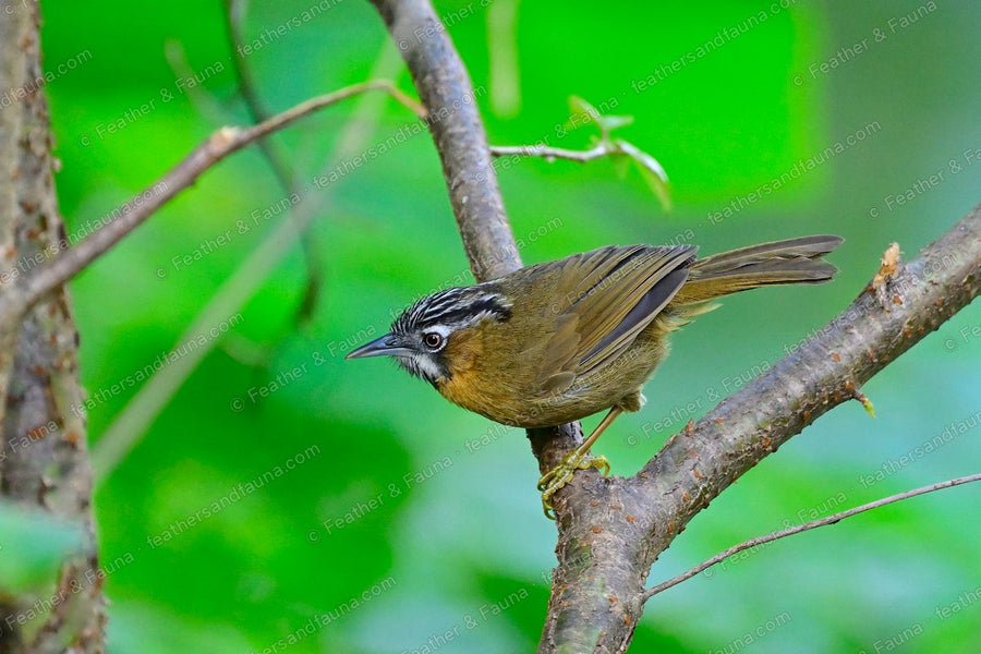 Grey-throated Babbler with a streaked black crown and white face marks on a branch.