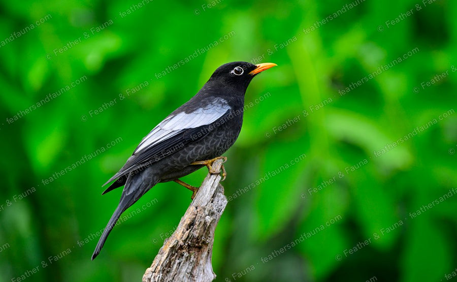 Male Grey-winged Blackbird, black with a grey wing panel and yellow bill, on a stump.