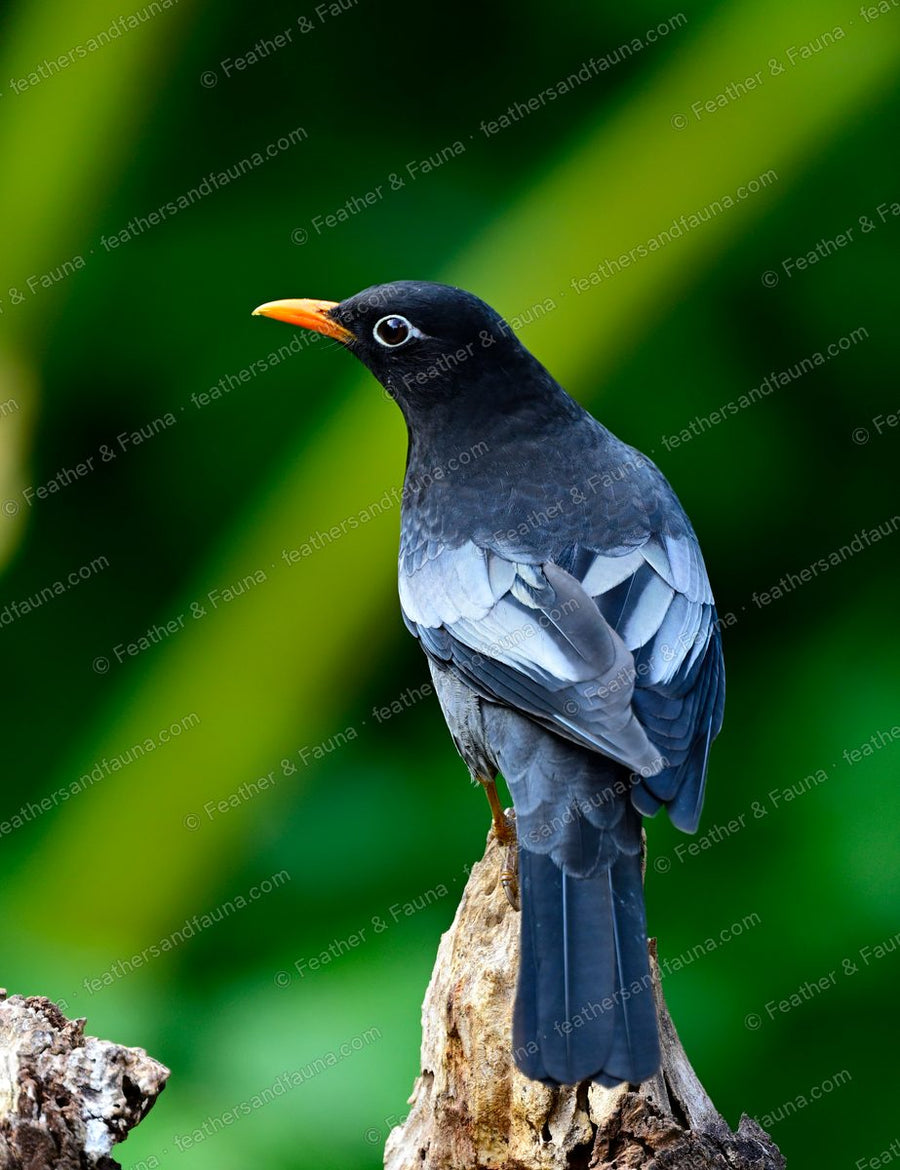 Male Grey-winged Blackbird from behind on a stump, grey wing panel and yellow bill.