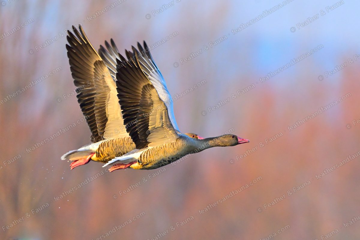 Two Greylag Geese in flight together, pink bills and pale grey forewings.