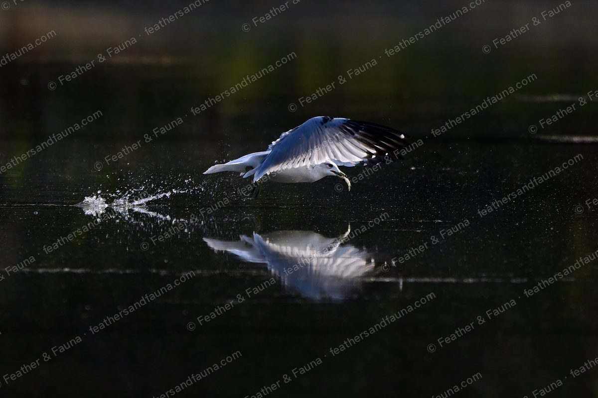 A gull dipping to the water's surface for prey with wings spread, splash and reflection.