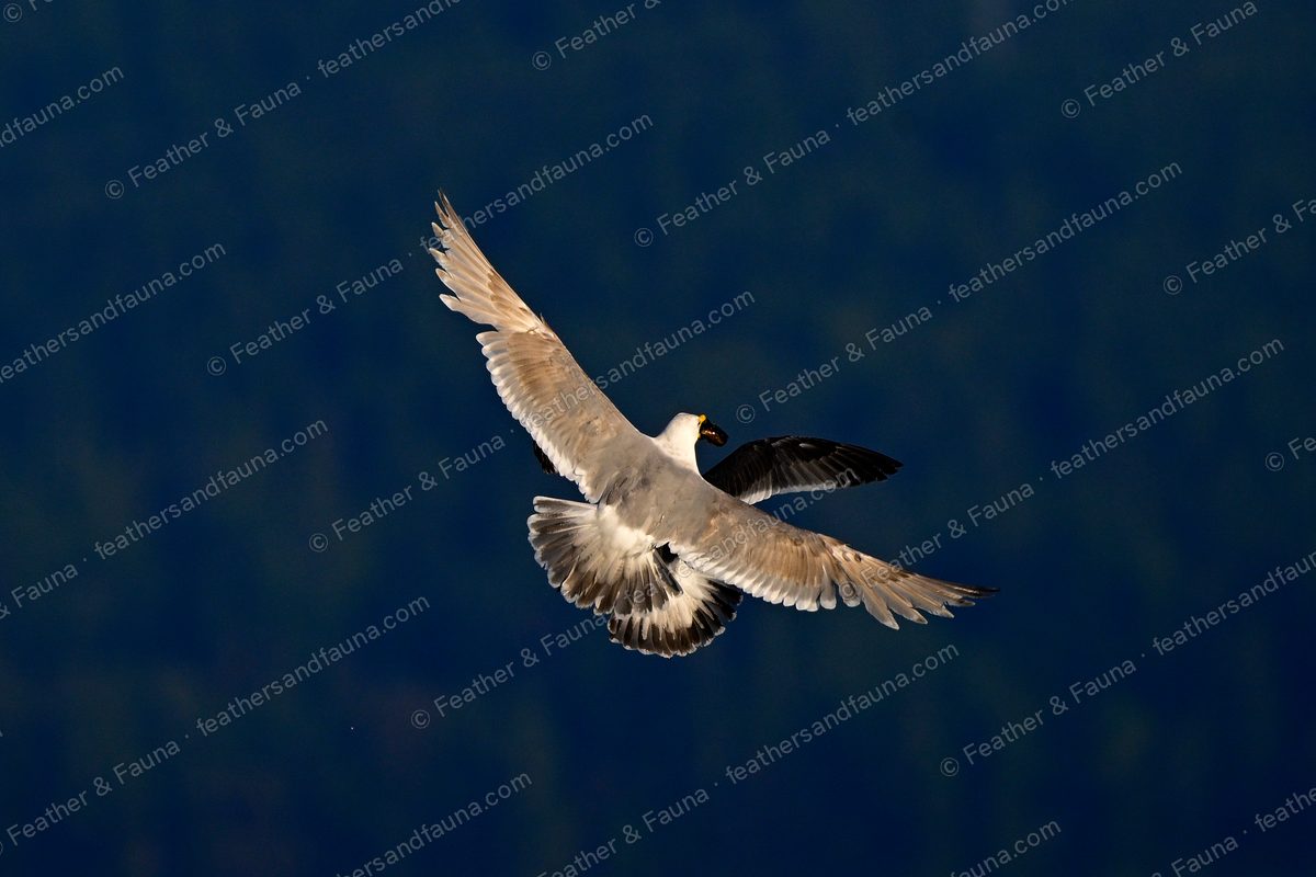 A large gull banking in flight, backlit against dark forest.