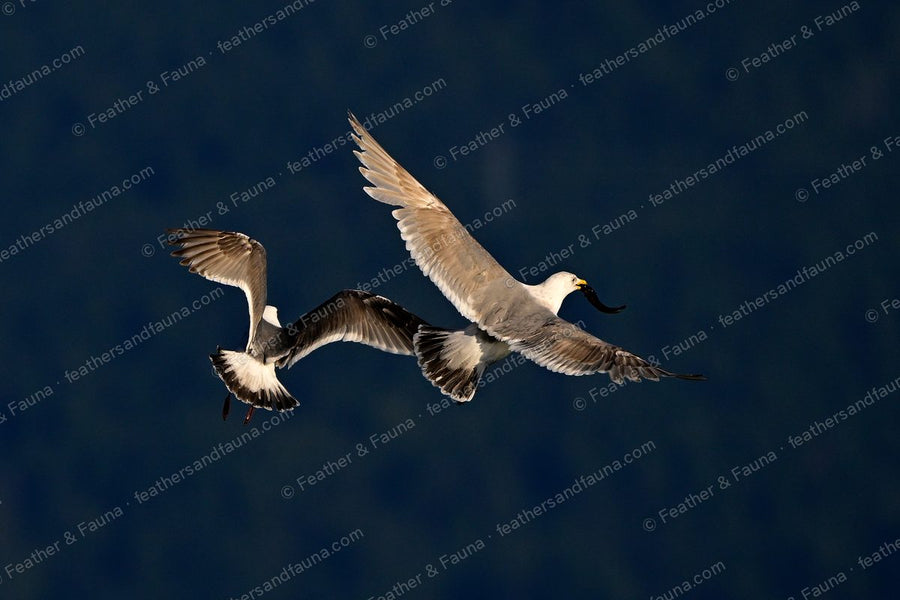 Two gulls in flight, one carrying prey and one chasing, backlit.
