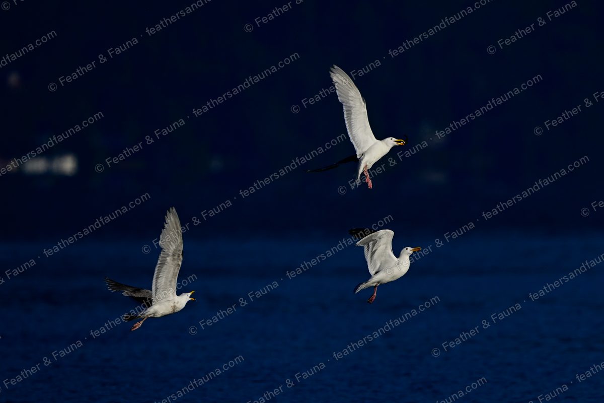 Three gulls flying low over dark blue water at dusk.