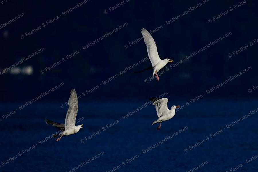 Three gulls flying low over dark blue water at dusk.