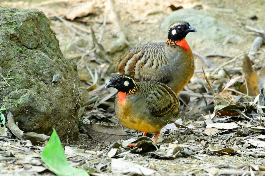 Two Hainan Partridges with spotted faces and orange throats on the forest floor.