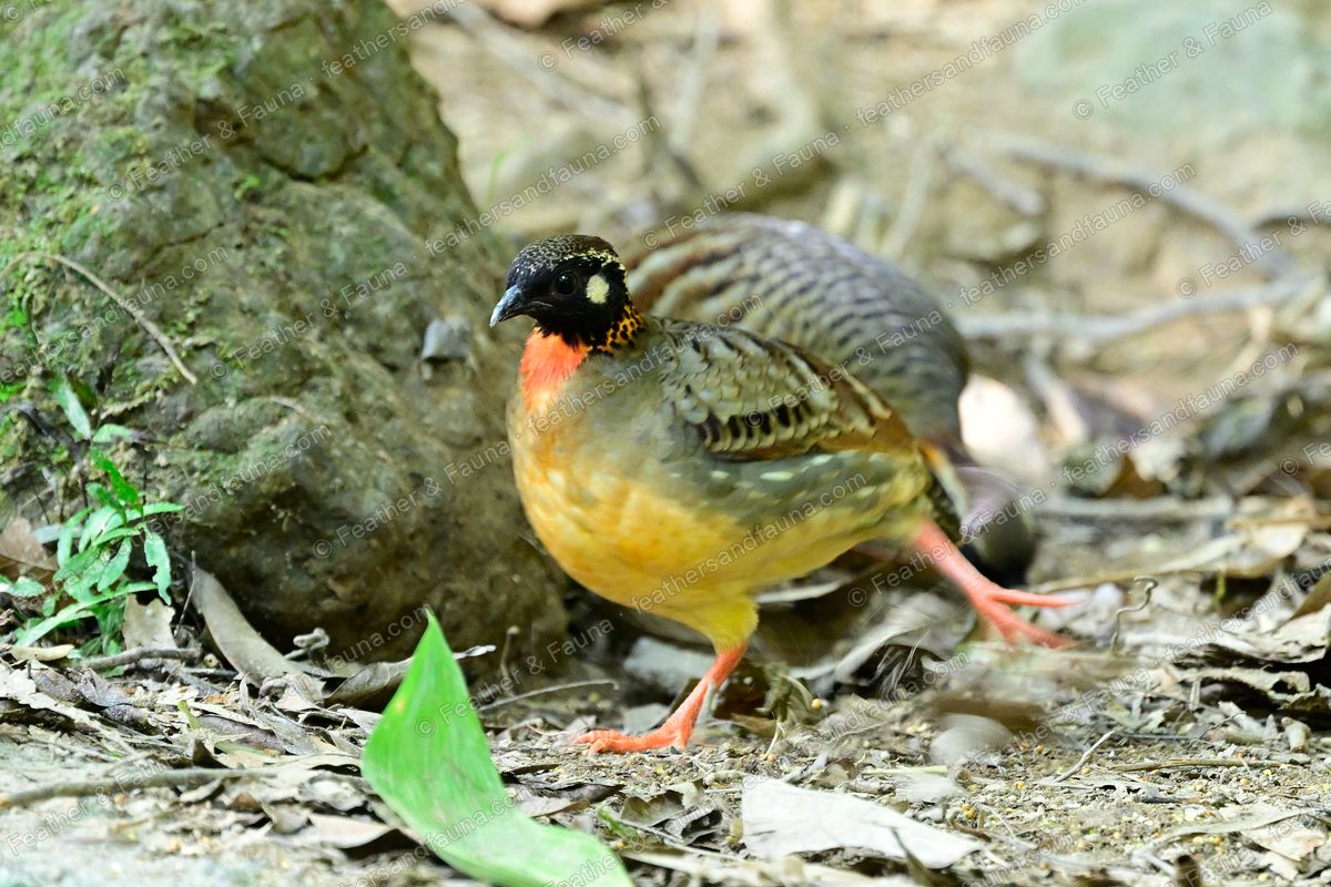 Hainan Partridge with a spotted face and orange throat walking on the forest floor.