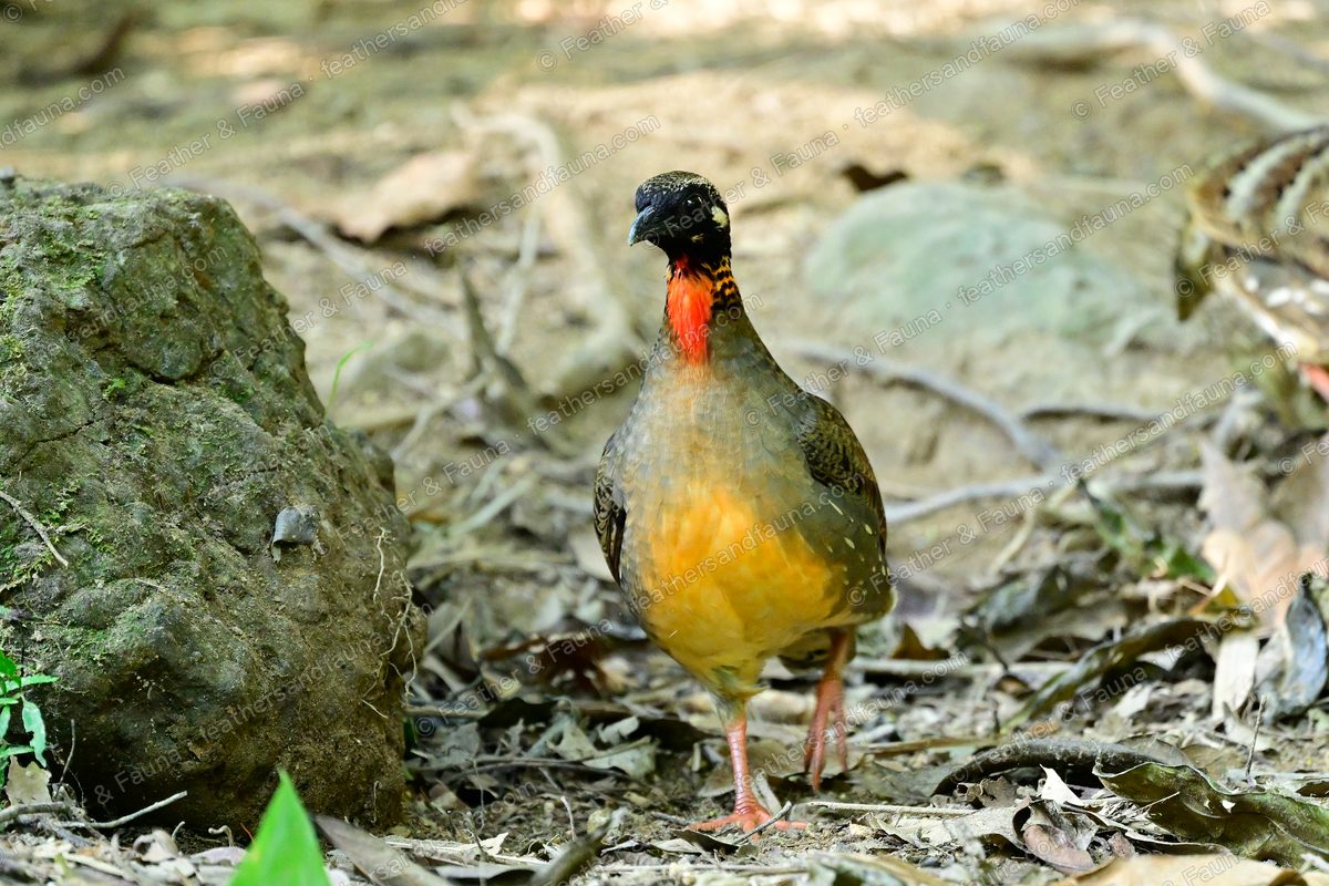 Hainan Partridge facing forward on the forest floor, orange throat and scaled breast.