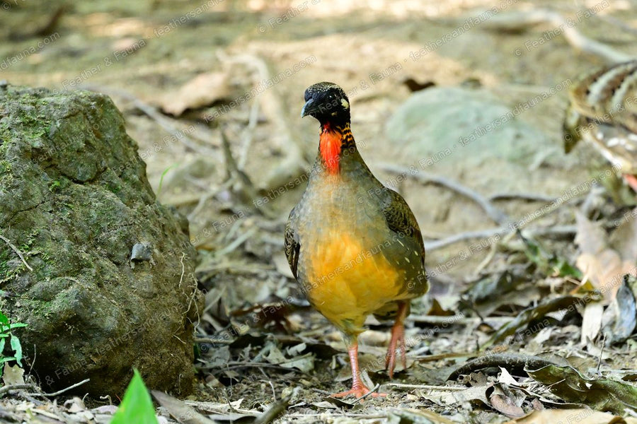 Hainan Partridge facing forward on the forest floor, orange throat and scaled breast.