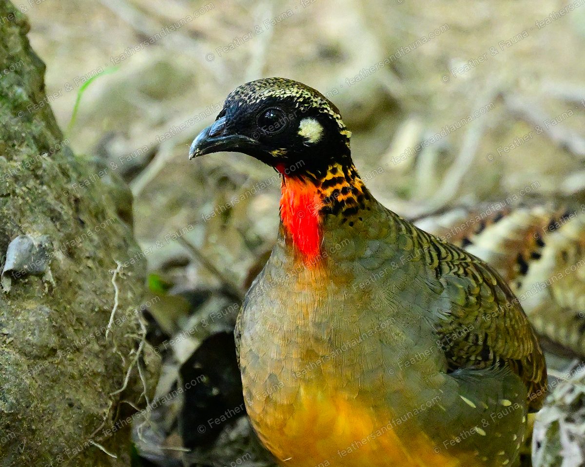 Close-up of a Hainan Partridge with a white-spotted black face and orange-red bib.
