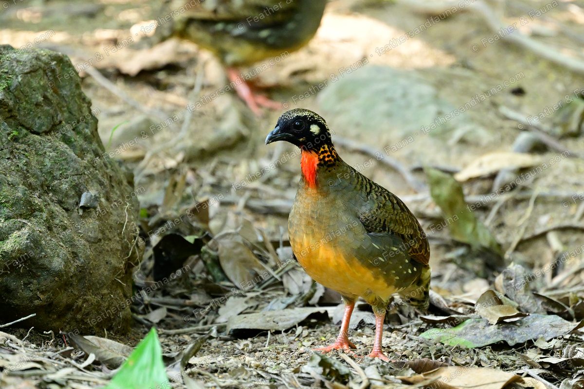 Hainan Partridge with a spotted face and orange throat on the forest floor, another behind.