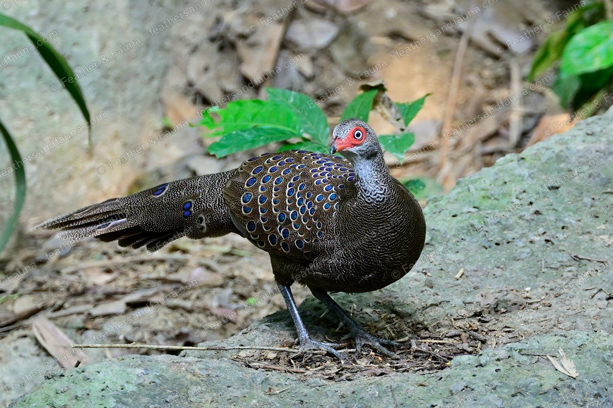 Hainan Peacock-pheasant with blue-green eye-spots on the forest floor.