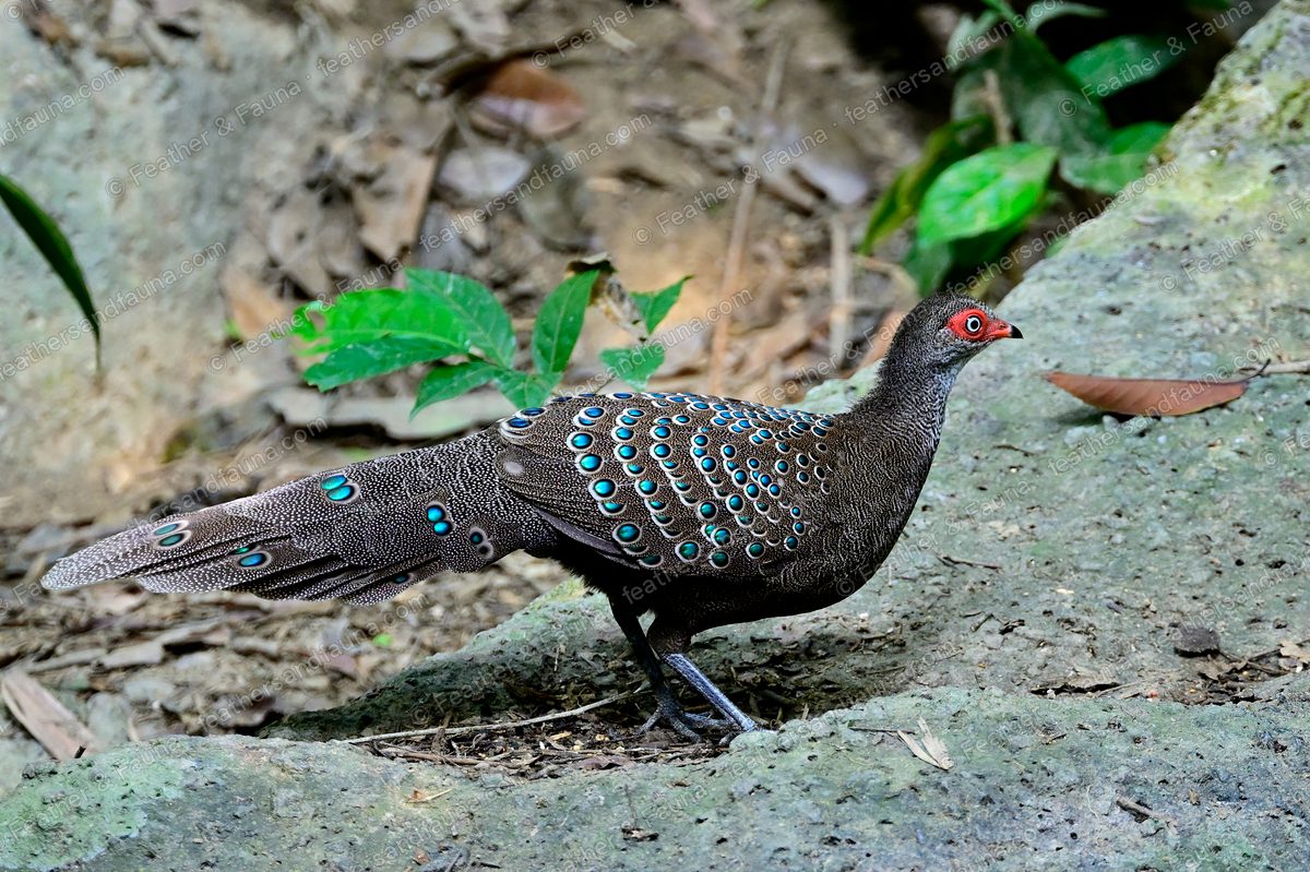 Hainan Peacock-pheasant in profile, rows of blue-green eye-spots along its back.