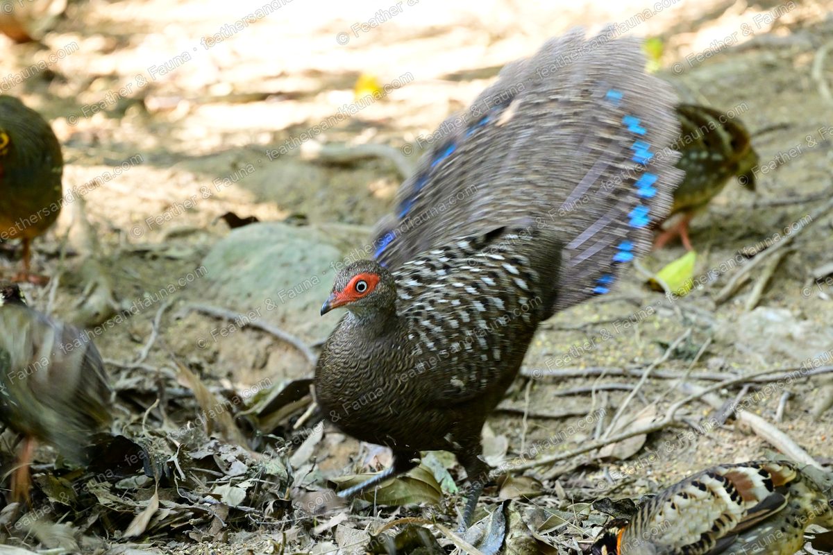 Male Hainan Peacock-pheasant displaying with a fanned, eye-spotted tail on the forest floor.