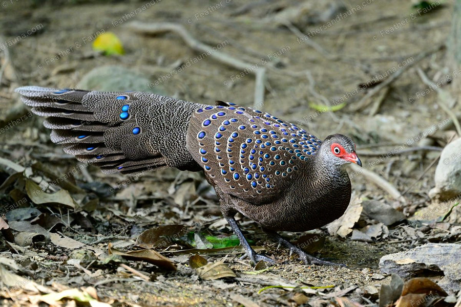 Male Hainan Peacock-pheasant walking with a long ocellated tail trailing behind.