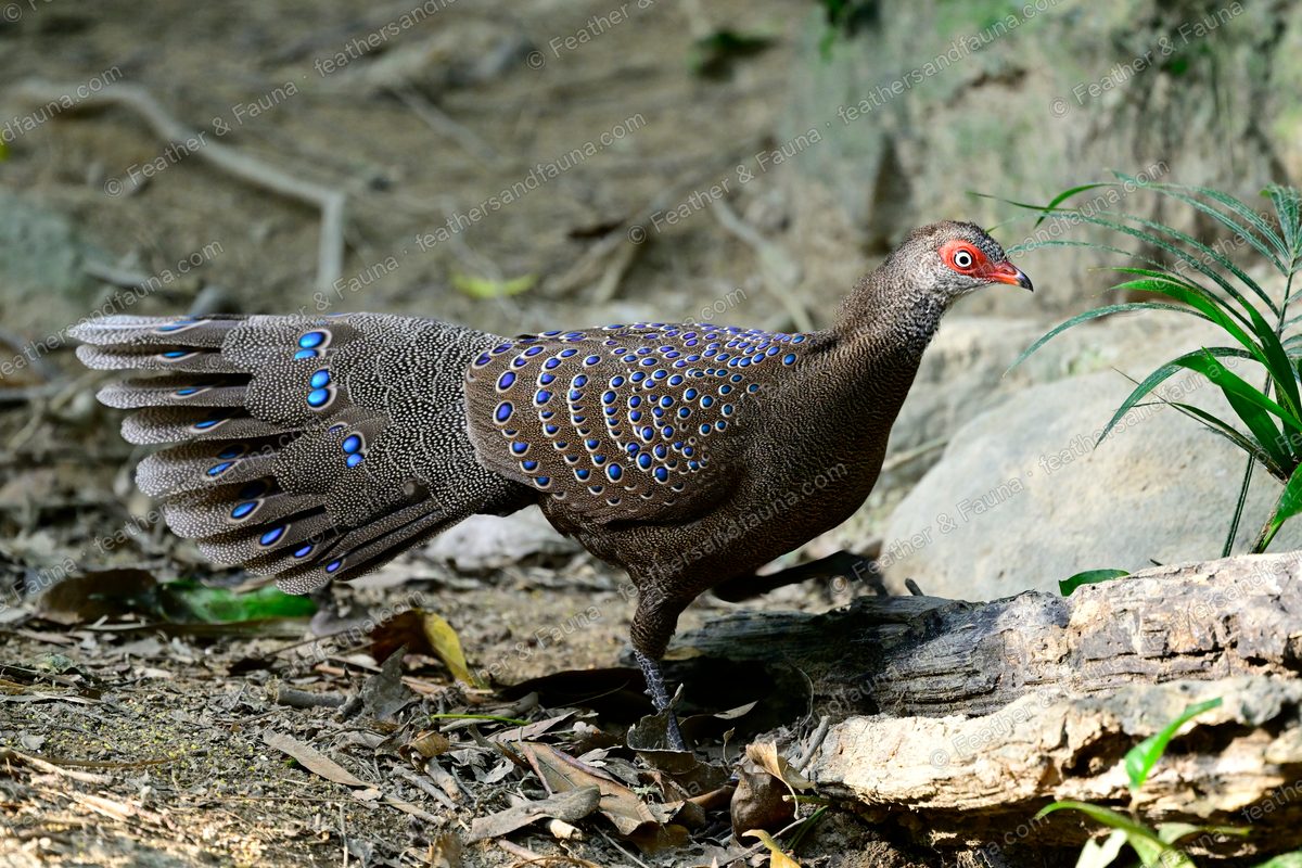 Male Hainan Peacock-pheasant with a long eye-spotted tail beside a fallen log.
