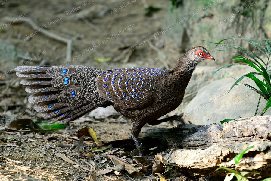 Male Hainan Peacock-pheasant with a long eye-spotted tail beside a fallen log.