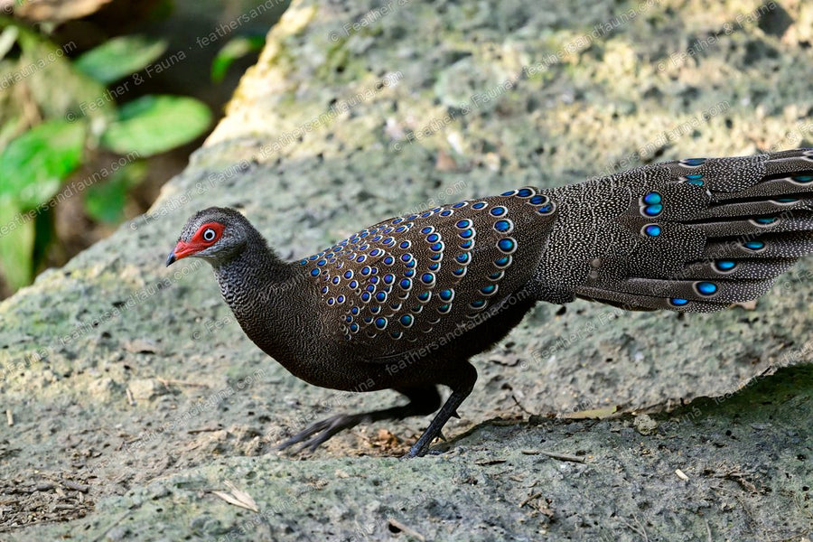Male Hainan Peacock-pheasant in profile on a boulder, long tail covered in eye-spots.