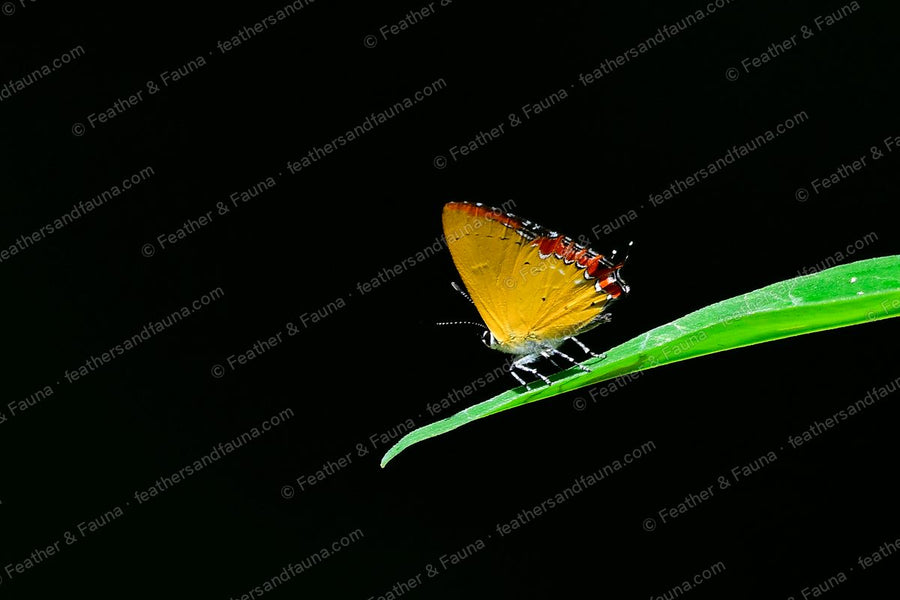 Small orange hairstreak butterfly at the tip of a blade of grass against black.