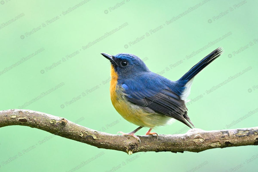 Male Hill Blue Flycatcher, blue above with an orange breast, tail cocked on a branch.