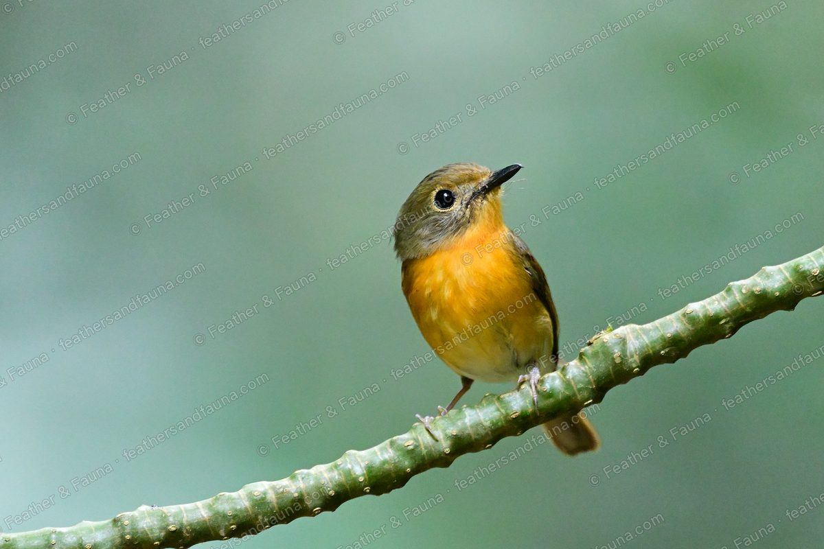 Female Hill Blue Flycatcher, grey-brown with an orange breast, on a green cane.