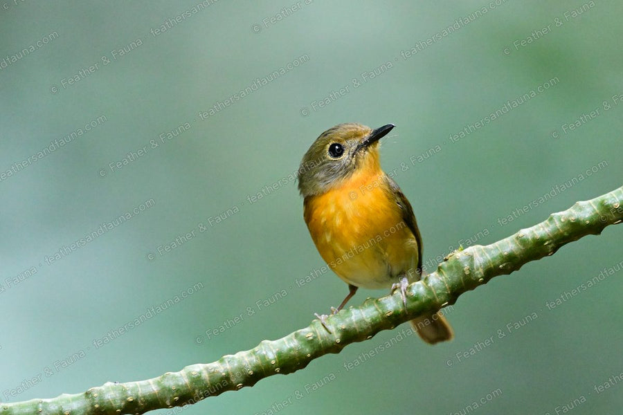 Female Hill Blue Flycatcher, grey-brown with an orange breast, on a green cane.