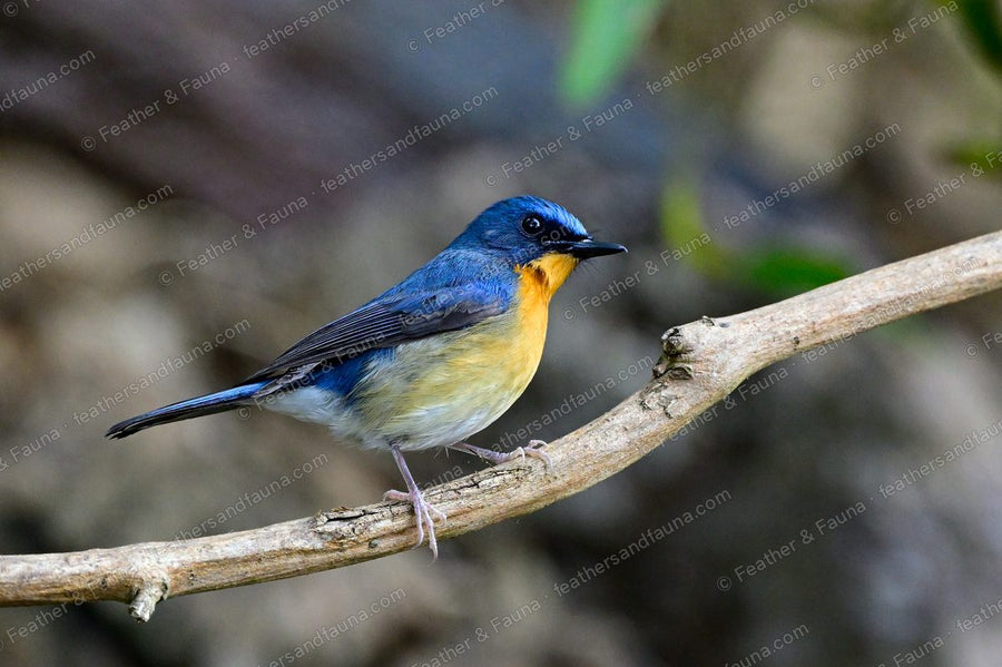 Male Hill Blue Flycatcher, blue above with an orange breast, on a bare branch.