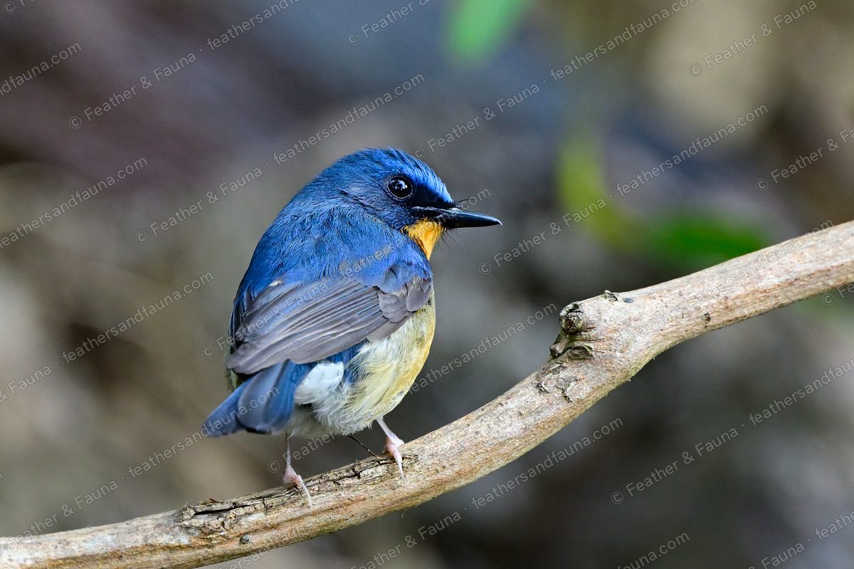 Male Hill Blue Flycatcher, blue with an orange bib, on a diagonal branch.