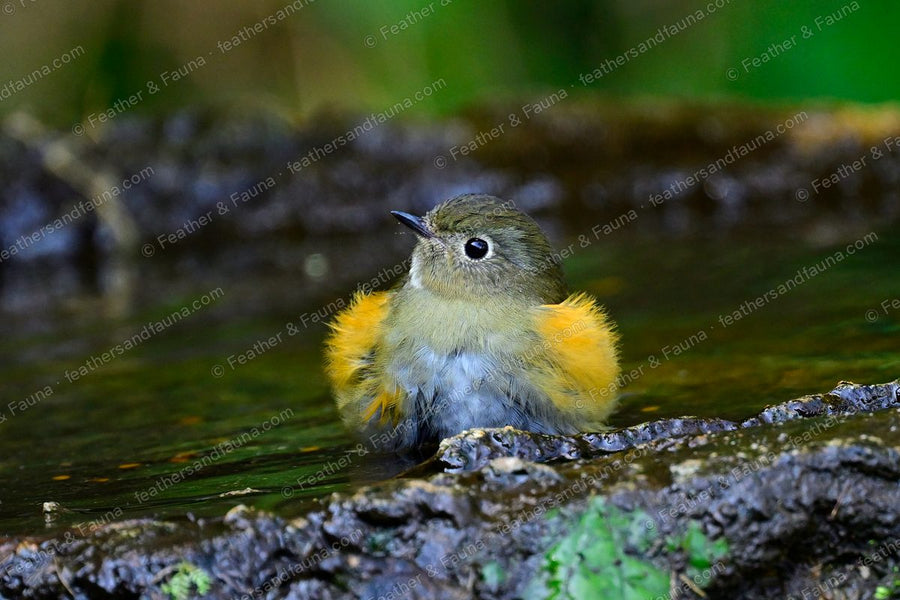 Young Himalayan Bluetail bathing in a shallow pool, orange flanks showing.