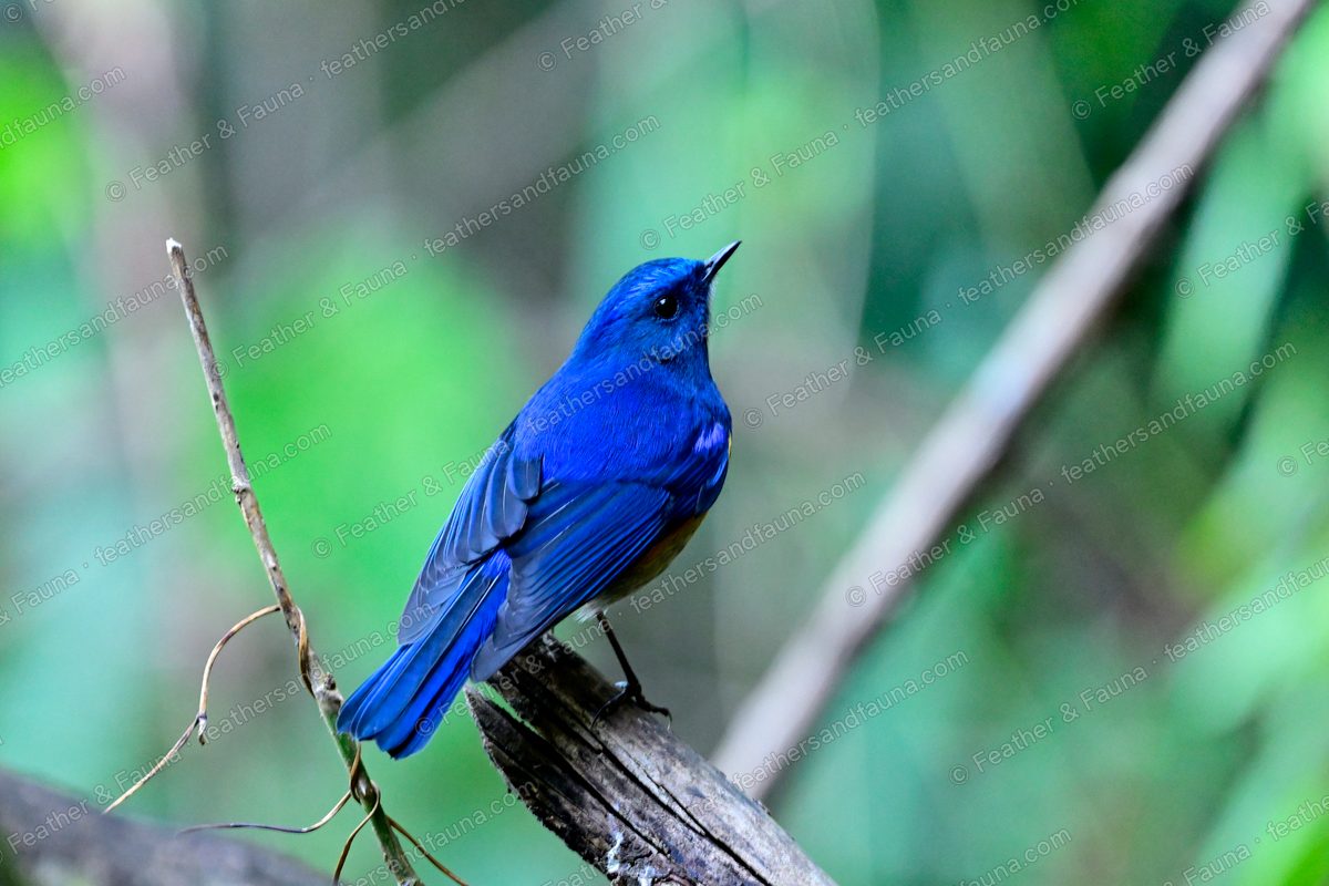 Male Himalayan Bluetail, blue above with orange flanks, on a leaning perch.