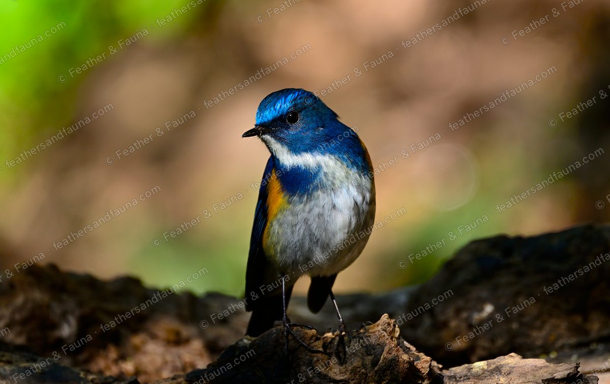 Male Himalayan Bluetail, blue above with orange flanks, lit on a mossy log.