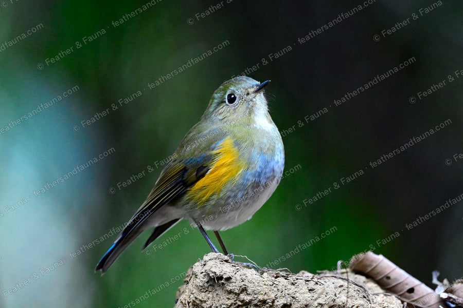 Female Himalayan Bluetail, olive-brown with an orange flank patch, on a clod of earth.