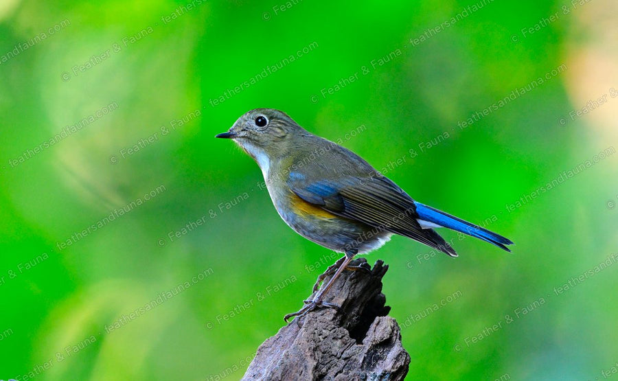 Female Himalayan Bluetail, olive-brown with an orange flank and blue tail, on a broken stump.