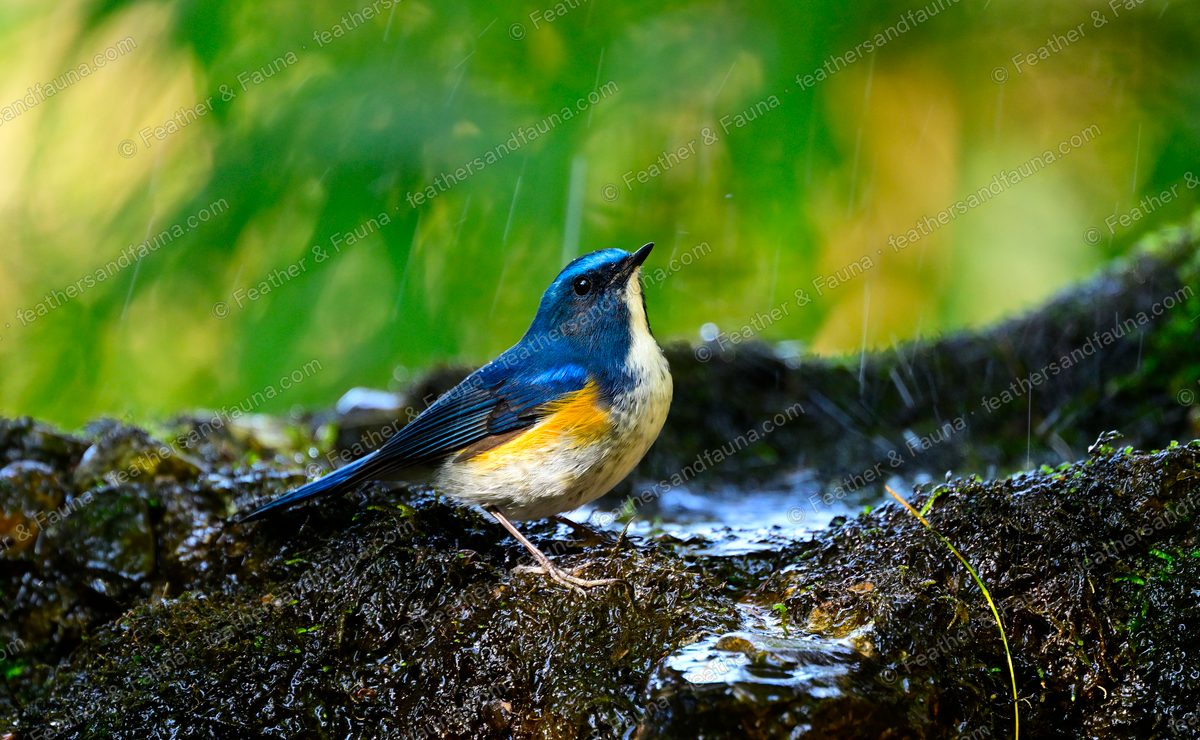 Male Himalayan Bluetail on a mossy log by a pool in the rain, blue above with orange flanks.
