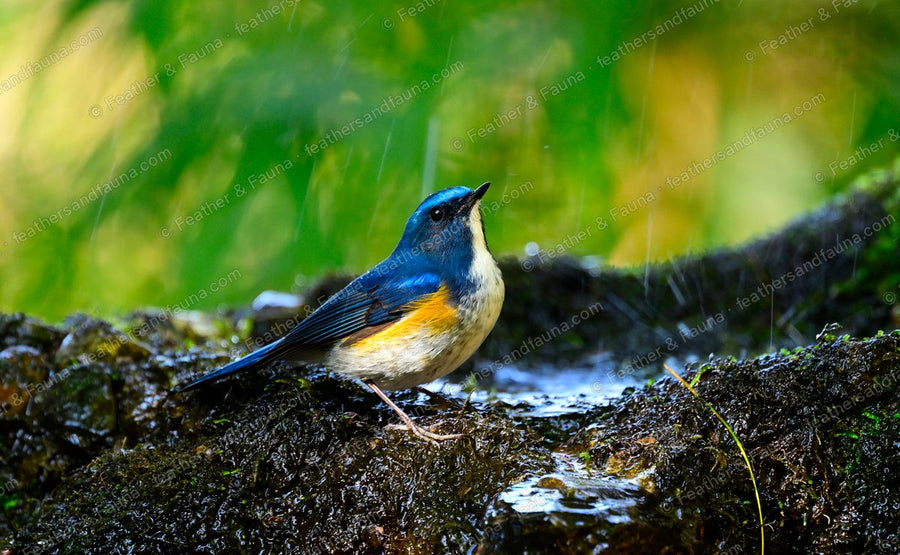 Male Himalayan Bluetail on a mossy log by a pool in the rain, blue above with orange flanks.